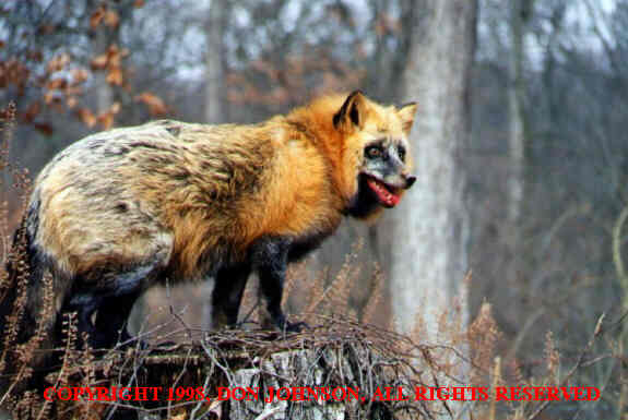 Photo of fox at the Treehouse Wildlife Center