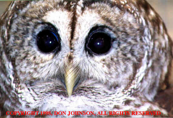 Photo of  owl at the Treehouse Wildlife Center